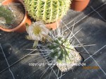 Stetsonia_coryne_1693-3