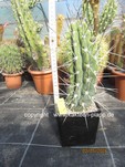 Stetsonia_coryne_1693-4