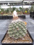 Strombocactus disciformis 236