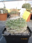Strombocactus disciformis 364