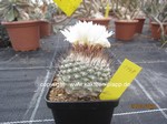 Strombocactus_disciformis_1148-1