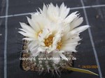 Strombocactus_disciformis_1148-2