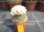 Strombocactus disciformis 454