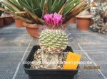 Strombocactus esperanzae (pulcherimus) grafted  932