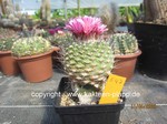 Strombocactus esperanzae (pulcherimus) grafted 547