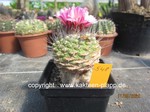 Strombocactus esperanzae (pulcherimus) grafted 548