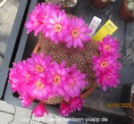 Sulcorebutia albissima  WK699  1402a