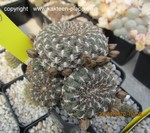 Sulcorebutia arenacea 3330
