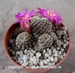 Sulcorebutia augustinii forma  HS 152