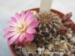 Sulcorebutia breviflora L 314 pink