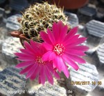 Sulcorebutia breviflora  L 314 violett