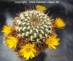 Sulcorebutia breviflora haseltonii Wk 167