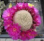 Sulcorebutia bruchii Hs19/7 3327