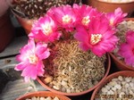 Sulcorebutia caniguerallii v.applanata HS96