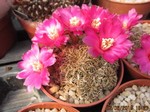 Sulcorebutia caniguerallii v.applanata  HS96