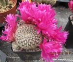 Sulcorebutia crispata HS 258