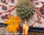 Sulcorebutia menesesii kamiensis HS 191/4