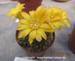 Sulcorebutia menesesii kamiensis HS 191/5