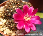 Sulcorebutia pulchra EM357