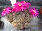 Sulcorebutia rauschii cluster  HS121/7