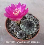 Sulcorebutia rauschii RH754