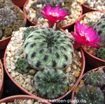 Sulcorebutia rauschii WR289 green