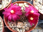 Sulcorebutia spec HS57 Arani Tintin