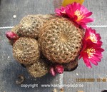 Sulcorebutia spec Mizque Arani cluster 1613