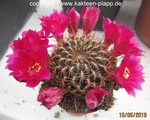 Sulcorebutia steinbachii horrida