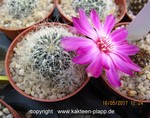 Sulcorebutia tarabucoensis ssp. hertusii (gerosenilis KK2005)