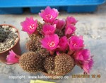 Sulcorebutia taratensis minima HS218