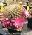 Sulcorebutia tiraquensis bicolorispina HS92 3328