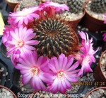 Sulcorebutia tiraquensis var. aguilarii HS220