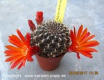 Sulcorebutia verticillacantha cuprea HS273