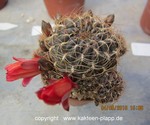 Sulcorebutia verticillacantha cuprea  WR 476