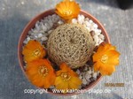 Sulcorebutia breviflora  L 314 orange