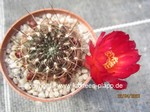 Sulcorebutia mariana  HS 15