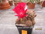 Sulcorebutia steinbachii rubrispina  851