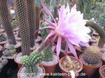 Trichocereus Hybride "teleflora" 2087