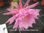 Trichocereus Hybride "teleflora" 2094