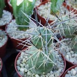 Tephrocactus alexanderi  (Cutting)