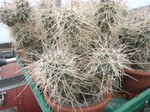 Tephrocactus alexanderi albispinus HPT 369 a