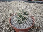 Tephrocactus alexanderi albispinus HPT 369 (Cutting)