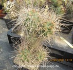 Tephrocactus alexanderii albispinus 3373
