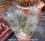 Tephrocactus alexanderii forma 2181