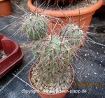 Tephrocactus alexanderii forma 3394
