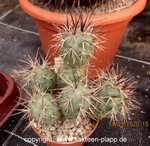 Tephrocactus alexanderii forma 3496