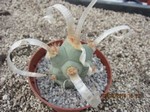 Tephrocactus articulatus papyracanthus curlyspine (white form) Typ1  (unrooted Cutting)