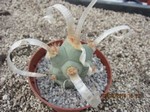 Tephrocactus articulatus papyracanthus curlyspine 