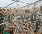 Tephrocactus articulatus papyracanthus giganteus (Cutting)